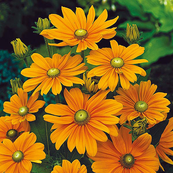 Rudbeckia Irish Spring Seeds from Mr Fothergill's Seeds and Plants