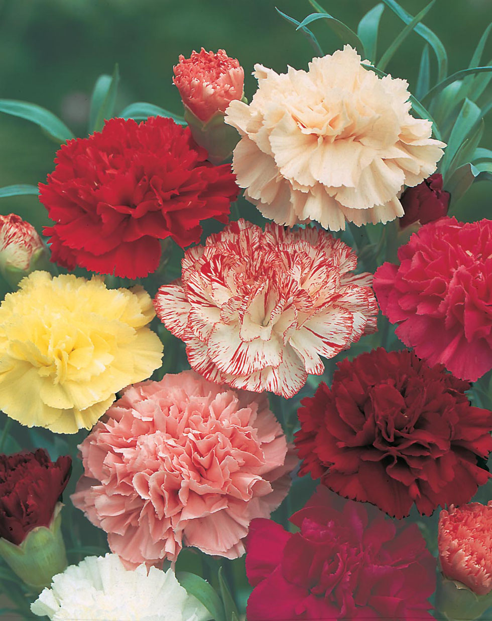 Carnation Choice Double Mixed Seeds from Mr Fothergill's Seeds and Plants