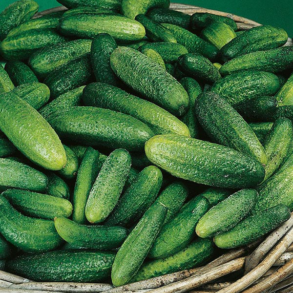 Cucumber (Gherkin) Cornichon de Paris Seeds from Mr Fothergill's Seeds