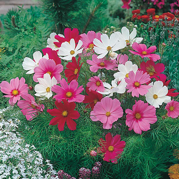 Cosmos Dwarf Sonata Mixed SeedsMr Fothergill's Flower Seeds