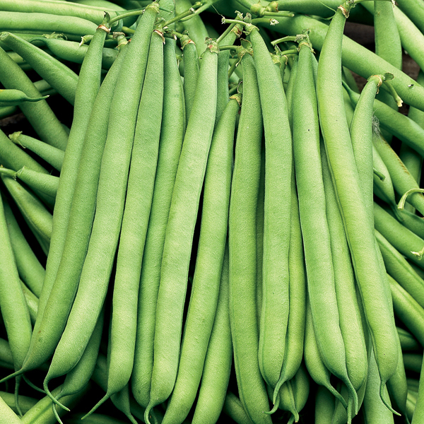Dwarf French Bean The Prince PlantsD. T. Brown Vegetable