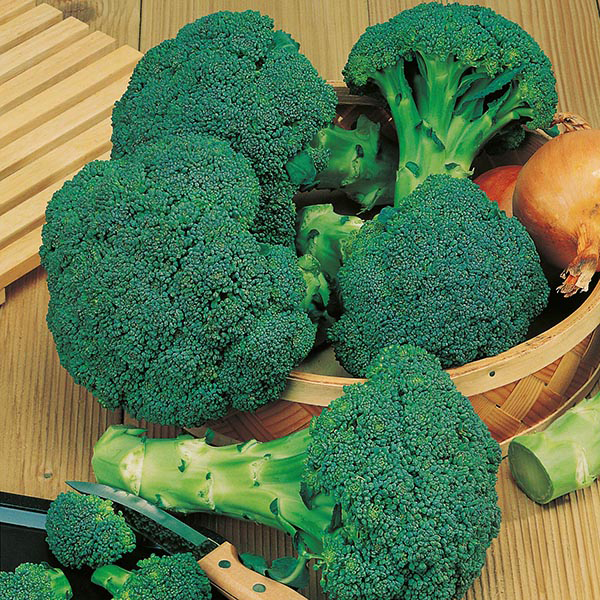 Broccoli Season Long Cropping Seed Collection from Mr Fothergill's