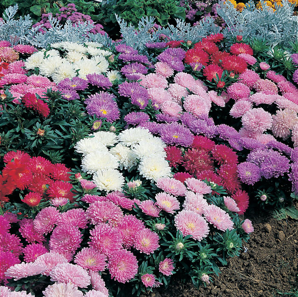 Aster Milady Mixed Seeds from Mr Fothergill's Seeds and Plants