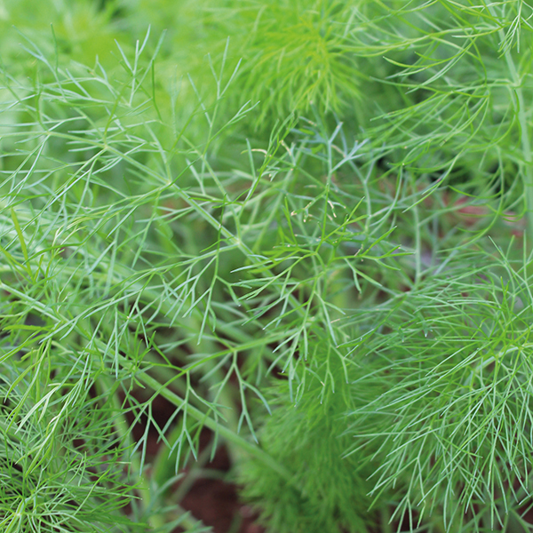 Herbs Fennel Seeds From D. T. Brown