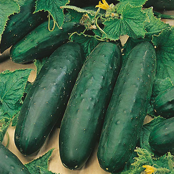 Cucumber Marketmore Seeds from Mr Fothergill's Seeds and Plants