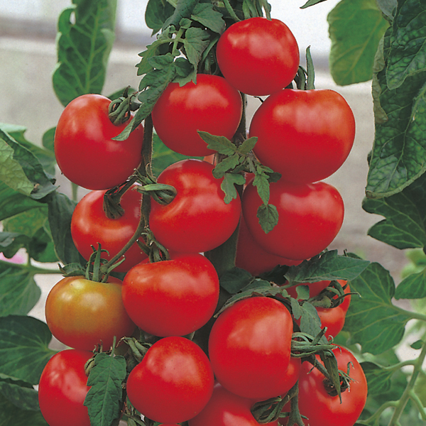 Tomato (Standard) Alicante Seeds from Mr Fothergill's Seeds and Plants