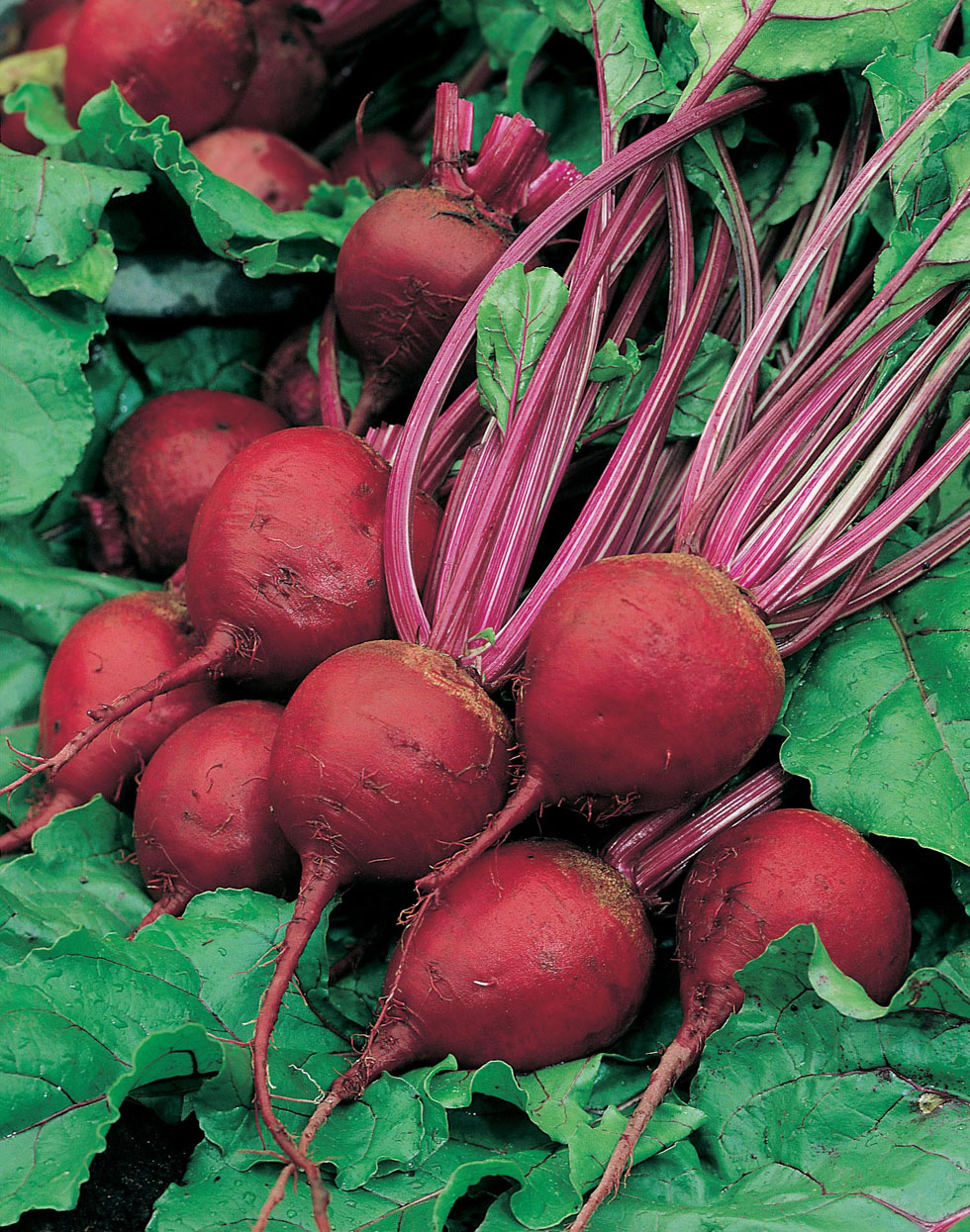 Beetroot Perfect 3|Mr Fothergill's Vegetable Seeds