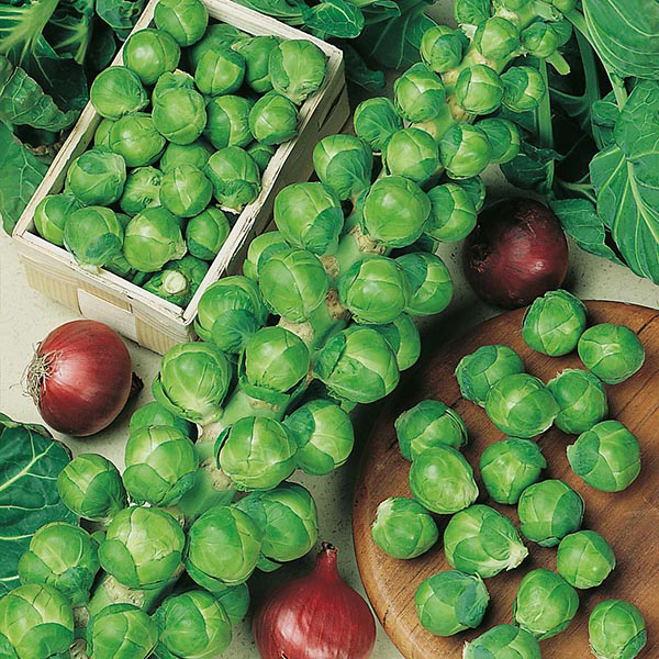 Brussels Sprout Nelson F1 Seeds from Mr Fothergill's Seeds and Plants
