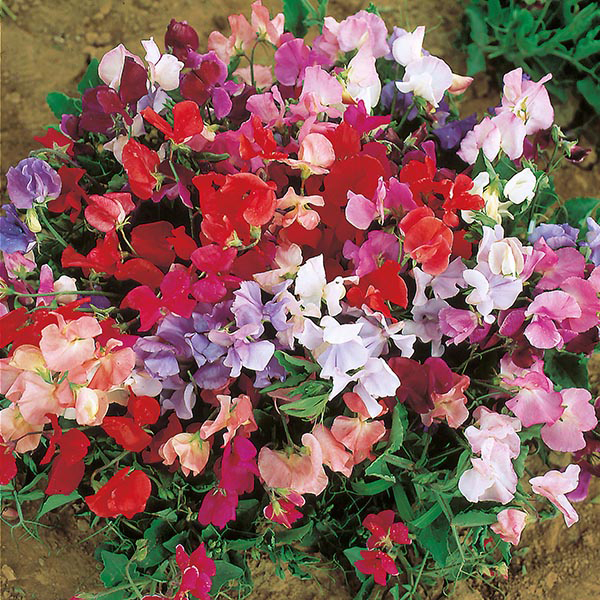 Sweet Pea Dwarf Explorer Mixed Seeds from Mr Fothergill's Seeds and Plants