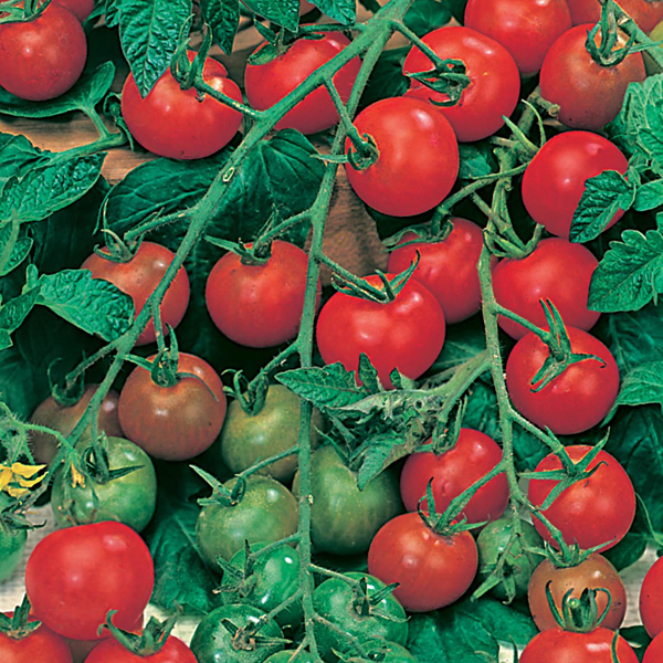 Tomato (Cherry) Gardeners Delight Seeds from Mr Fothergill's