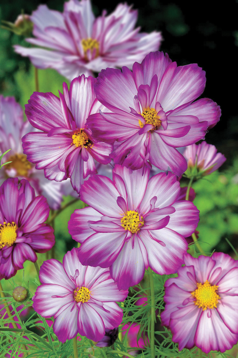 Cosmos Sweet Kisses Seeds from Mr Fothergill's Seeds and Plants