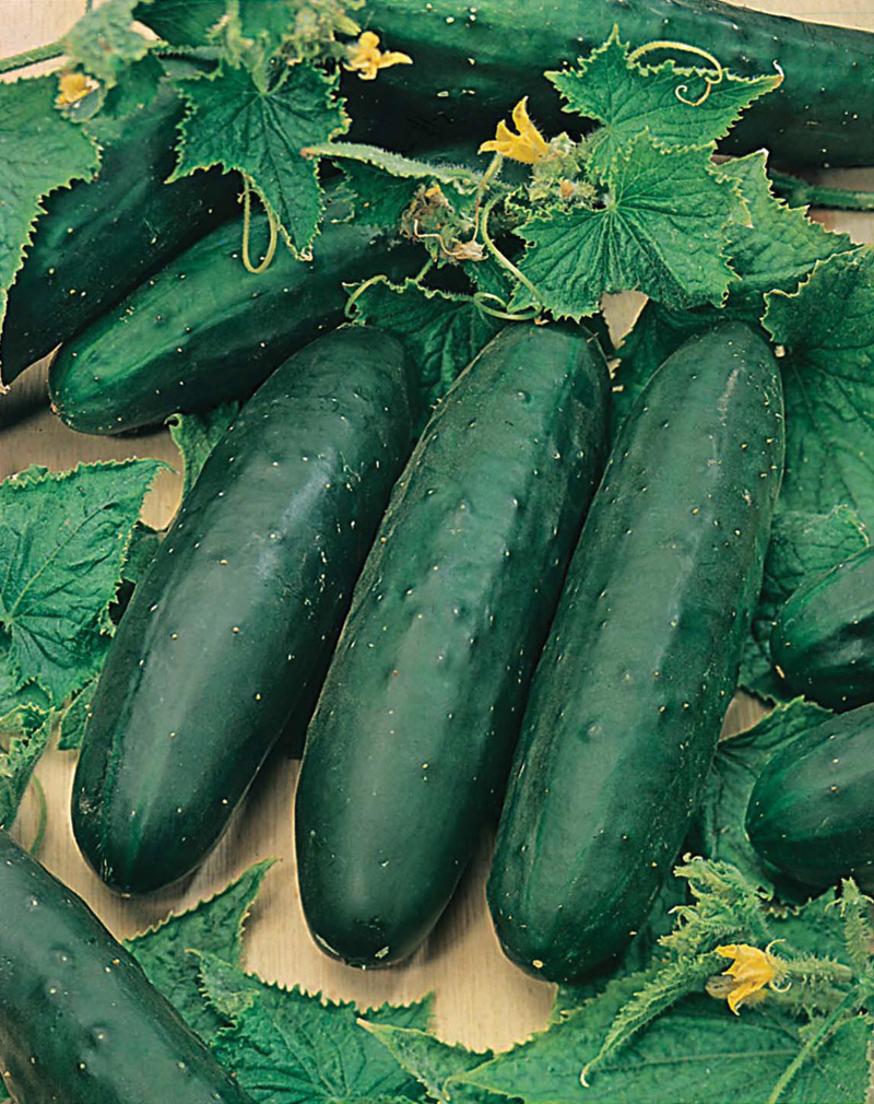 Cucumber (Outdoor) Marketmore 76 Organic AGM SeedsD. T. Brown