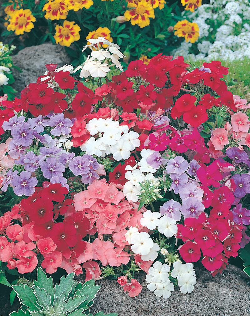Phlox Beauty Mixed Flower SeedsD. T. Brown Flower Seeds