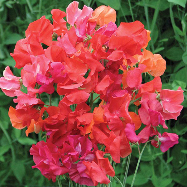 Sweet Pea Summer Sizzler Seeds from Mr Fothergill's Seeds and Plants