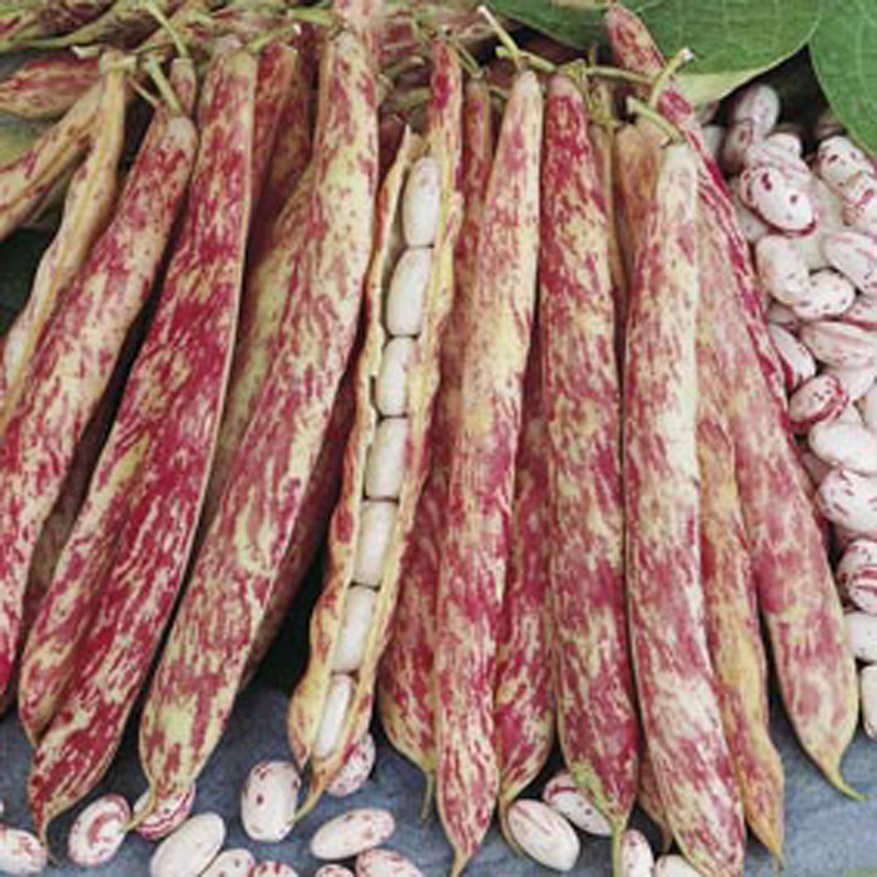 Dwarf Bean Borlotto di Vigevano nanoMr Fothergill's Vegetable Seeds