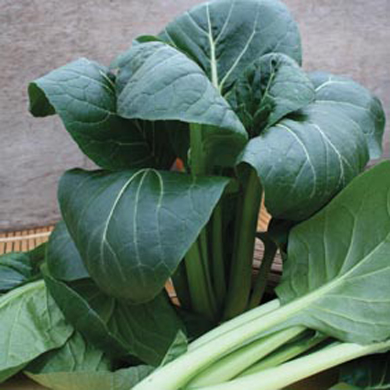 Komatsuna Japanese Spinach Tesuto F1 Seeds from Mr Fothergill's Seeds
