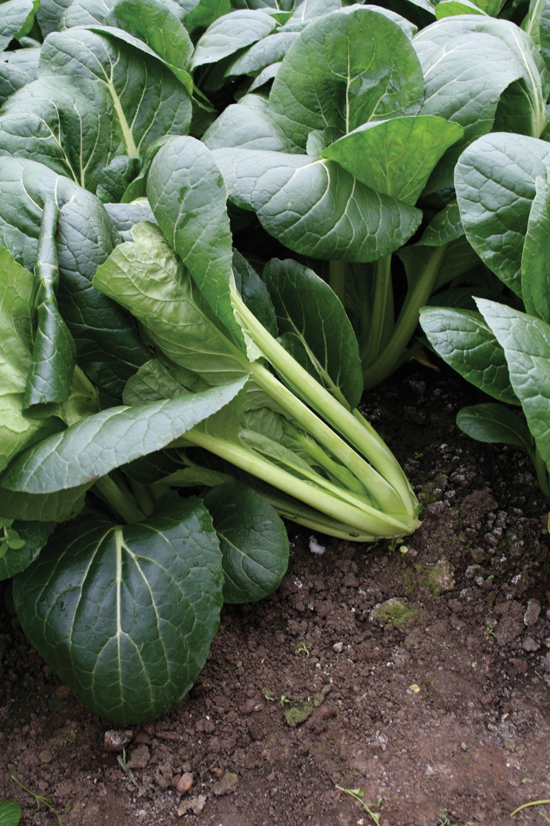 Japanese Spinach Hohei F1 SeedsD. T. Brown Vegetable Seeds