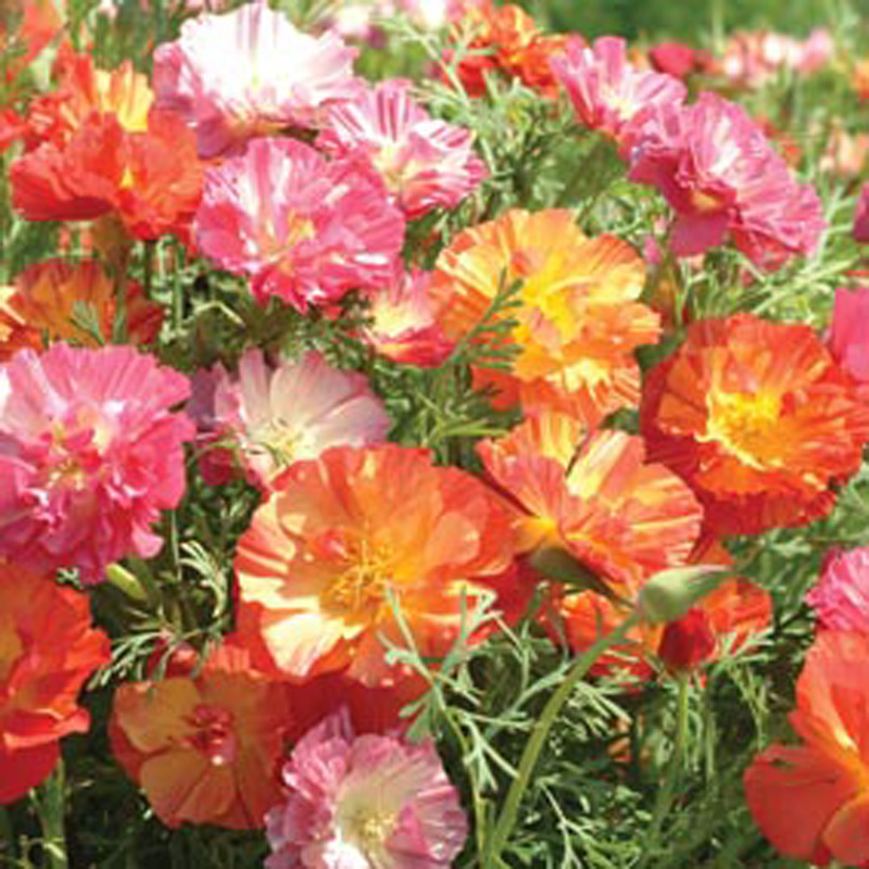 Californian Poppy Jelly Beans Seeds from Mr Fothergill's Seeds and Plants