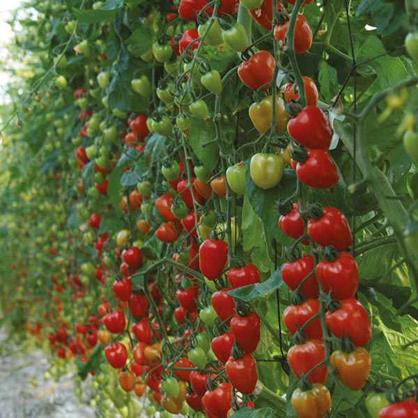 Tomato (Plum) Tomatoberry Garden F1 Seeds from Mr Fothergill's Seeds