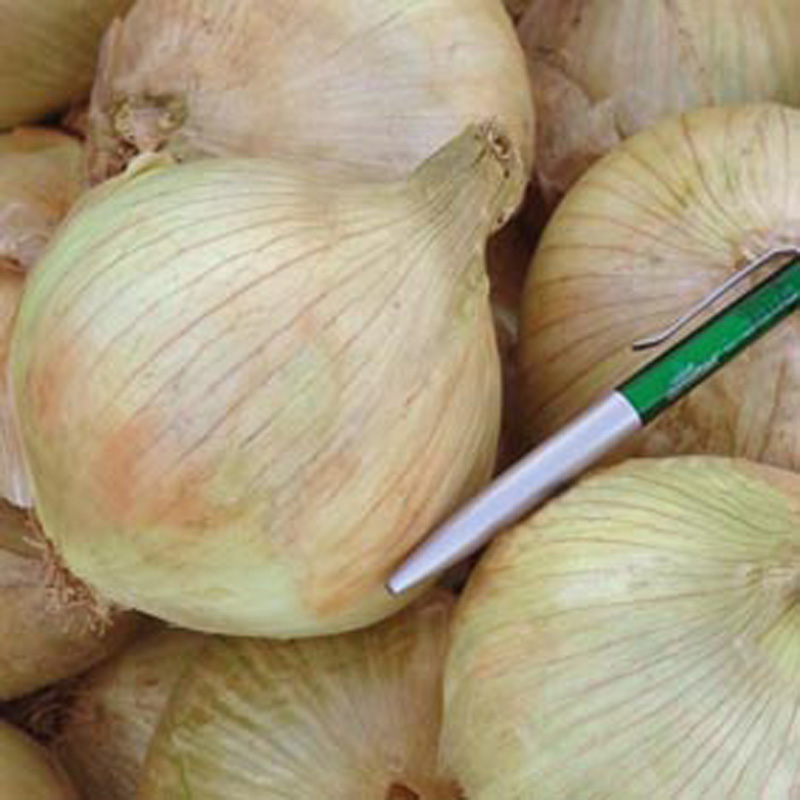 Onion (Globe) Globo F1 SeedsD. T. Brown Vegetable Seeds