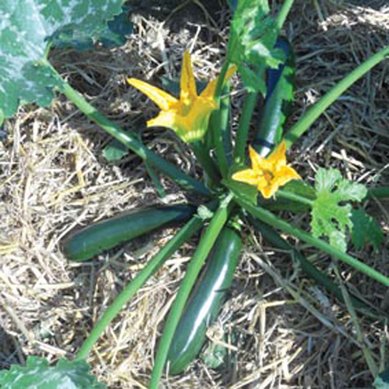 Courgette Best of British F1 SeedsD. T. Brown Vegetable Seeds
