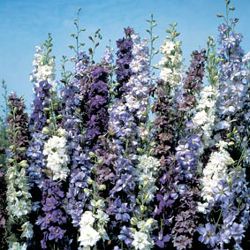 Larkspur Moody Blues Flower SeedsD. T. Brown Flower Seeds