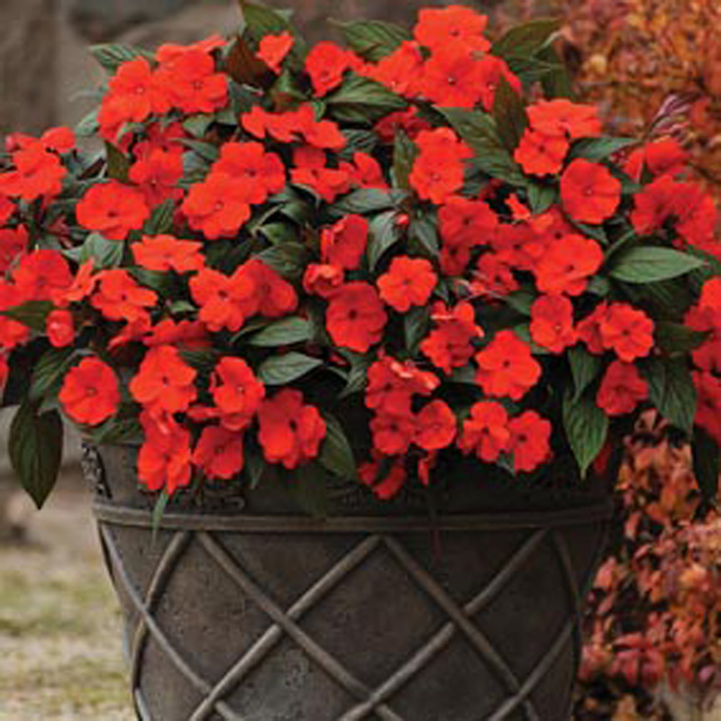 Busy Lizzie Divine Orange Bronze Leaf F1 D. T. Brown Flower Seeds
