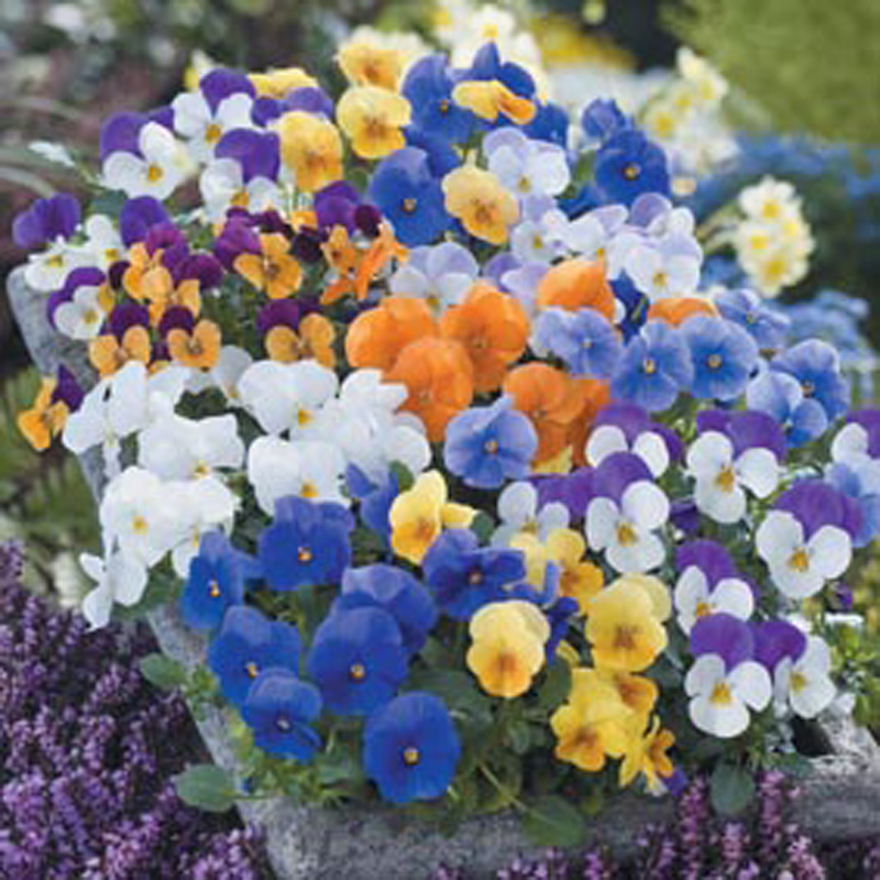 Viola Floral Power Mixed F1 Flower SeedsD. T. Brown Flower Seeds