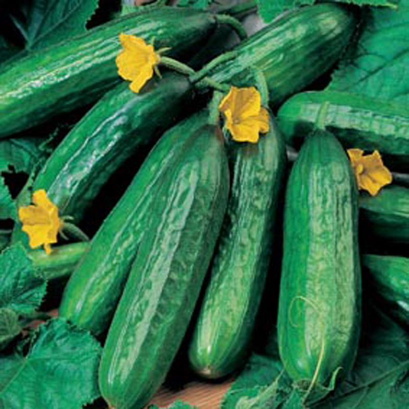 Cucumber (Indoor) Emilie F1 AGM SeedsD. T. Brown Vegetable Seeds