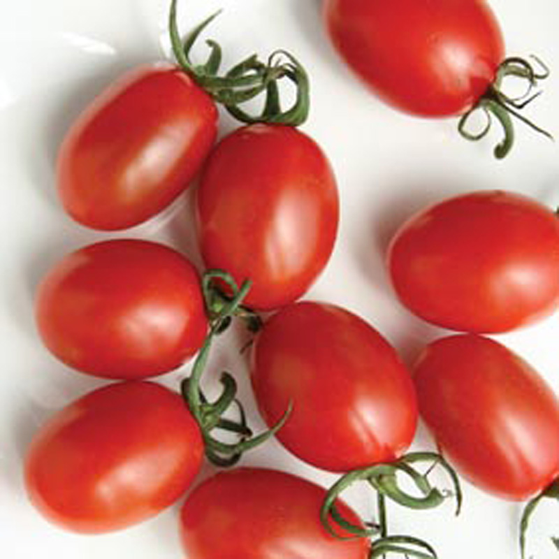 Tomato Sun Grape F1 SeedsD. T. Brown Vegetable Seeds