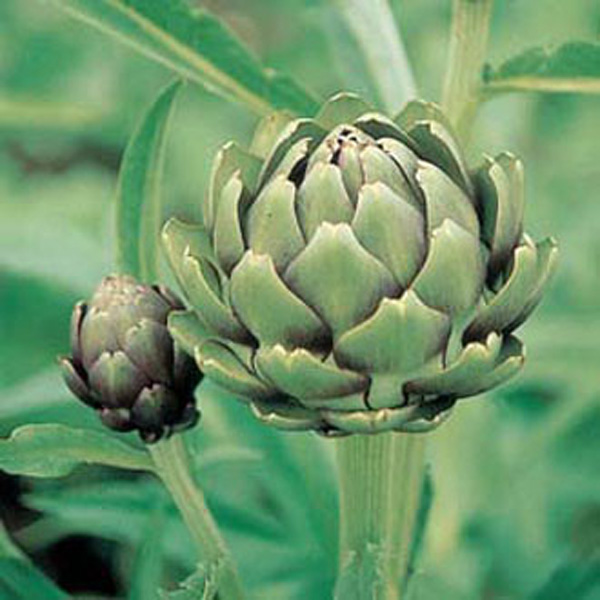 Artichoke Green Globe SeedsD. T. Brown Vegetable Seeds