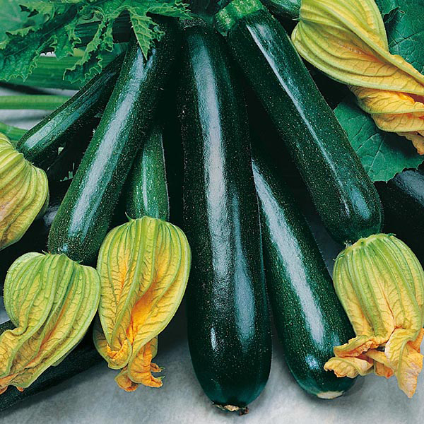 Courgette Black Beauty Seeds from Mr Fothergill's Seeds and