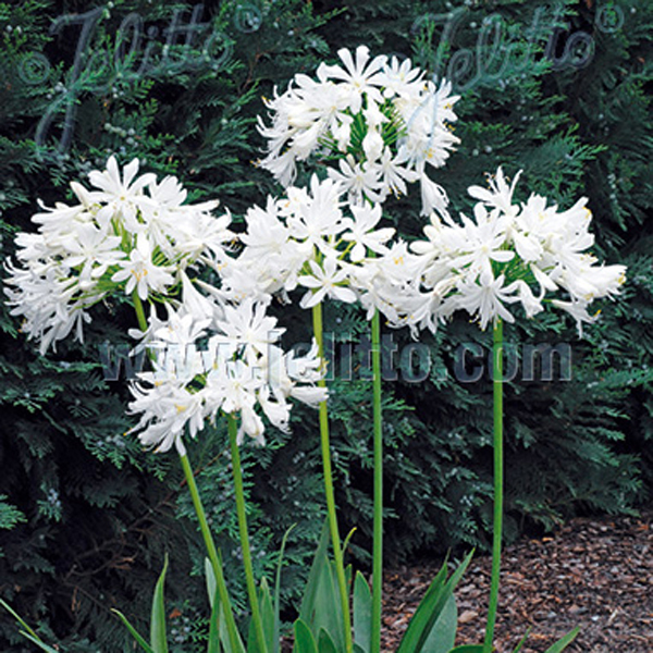 agapanthus getty white seeds from mr fothergill s seeds and plants agapanthus getty white seeds from mr fothergill s seeds and plants