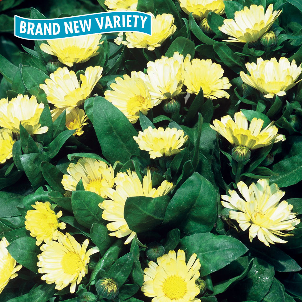 Calendula Lemon Daisy Seeds from Mr Fothergill's Seeds and Plants