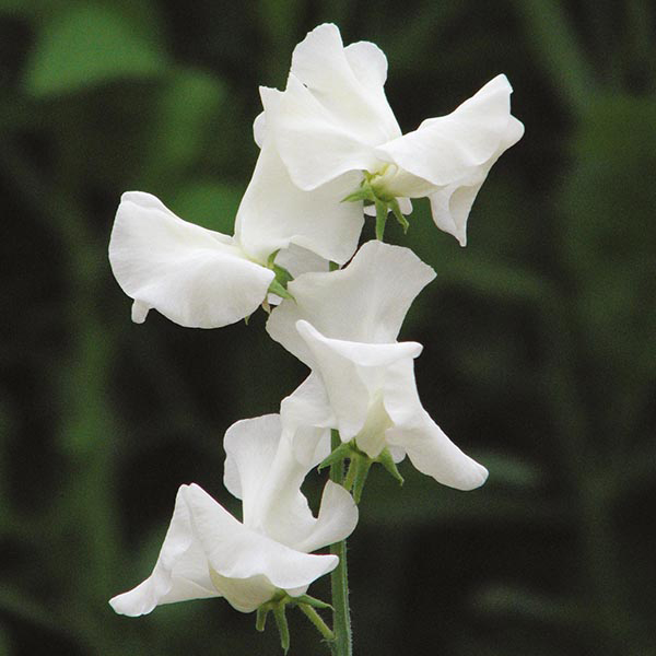 Sweet Pea Jilly Seeds from Mr Fothergill's Seeds and Plants