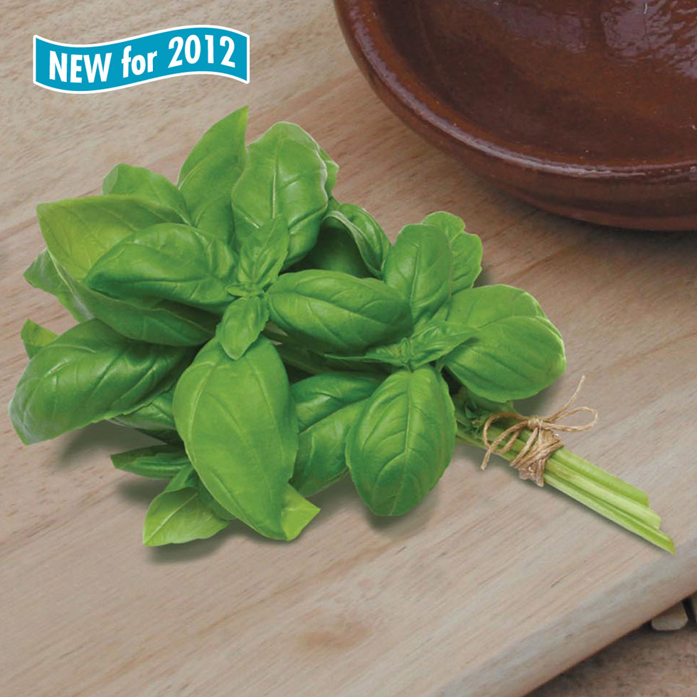 Herb Basil Aroma 2 F1Mr Fothergill's Vegetable Seeds