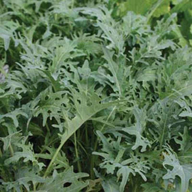 Salad Leaves Kale Fizz SeedsD. T. Brown Vegetable Seeds