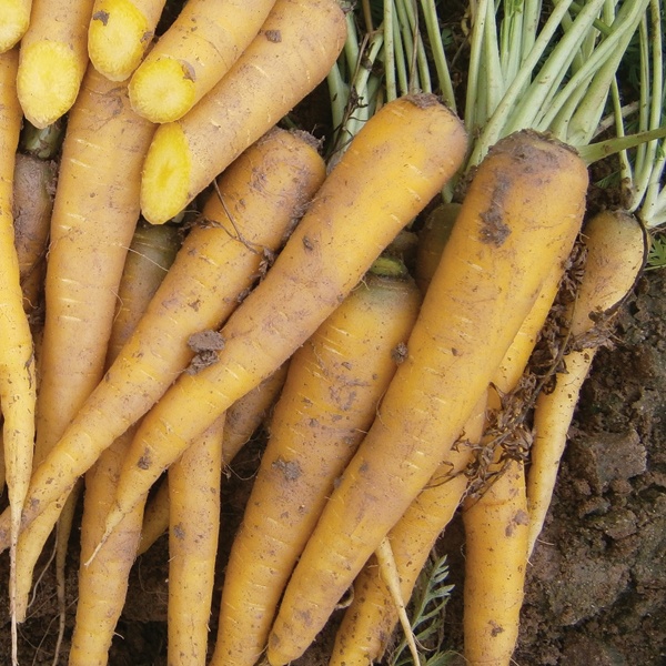 CARROT Yellow Bunch F1 Seeds From DT Brown