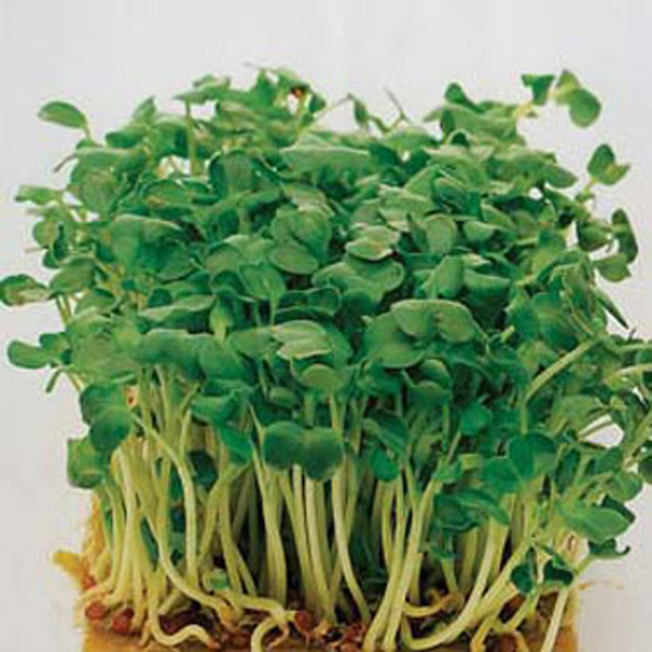 Salad Leaves Mustard White SeedsD. T. Brown Vegetable Seeds