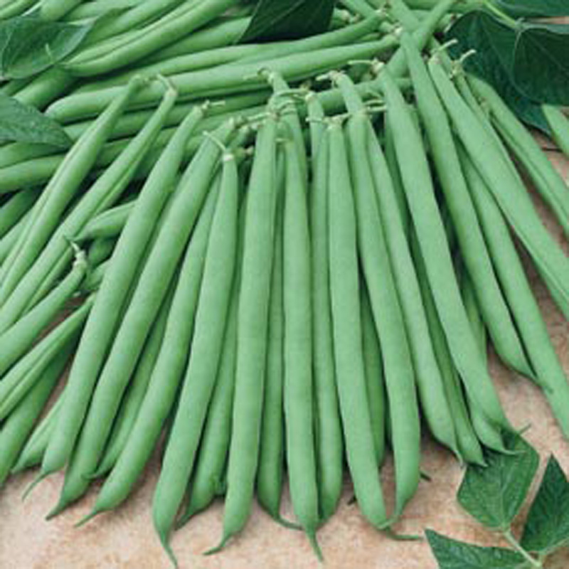French Bean (Dwarf) Primavera SeedsD. T. Brown Vegetable Seeds