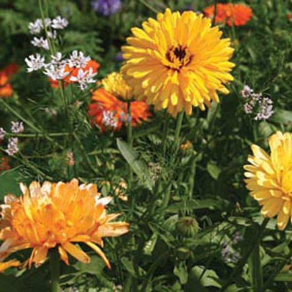 Mixed Annuals Anti Aphid Flower SeedsD. T. Brown Flower Seeds