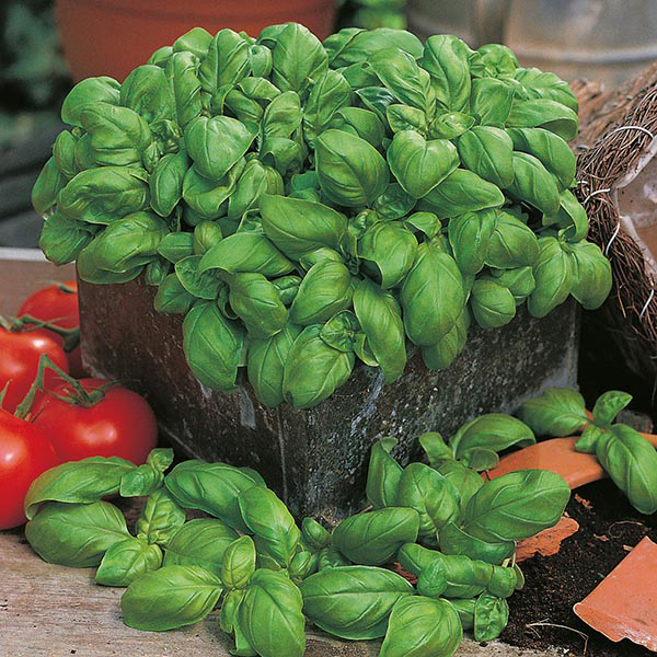 Get Growing Basil Sweet Seeds from Mr Fothergill's Seeds and Plants