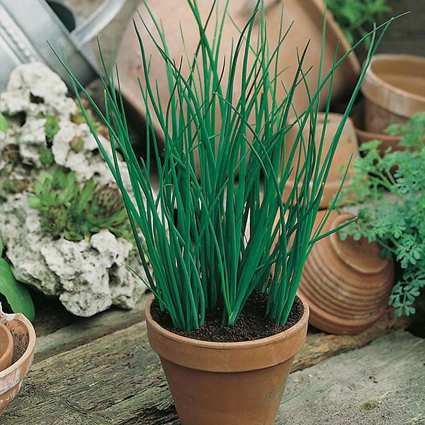 Get Growing Chives Seeds from Mr Fothergill's Seeds and Plants