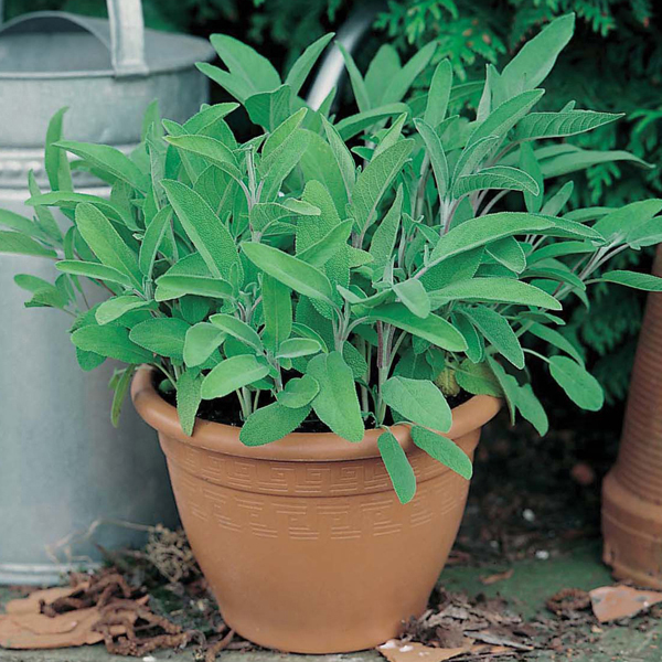 Get Growing Sage Seeds from Mr Fothergill�s Seeds and Plants