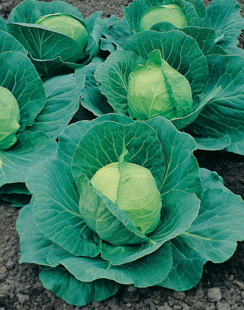 Get Growing Cabbage BallGolden Acre / Primo IIMr Fothergill's