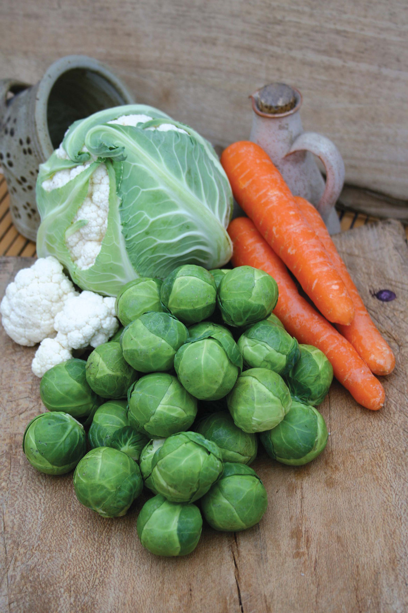 Get Growing Brussels Sprouts BrestMr Fothergill�s