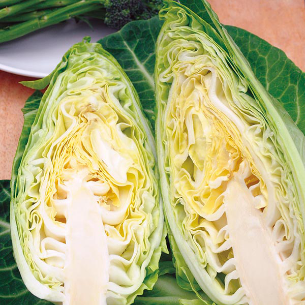 Get Growing Cabbage Heart Dutchman Seeds from Mr Fothergill's Seeds