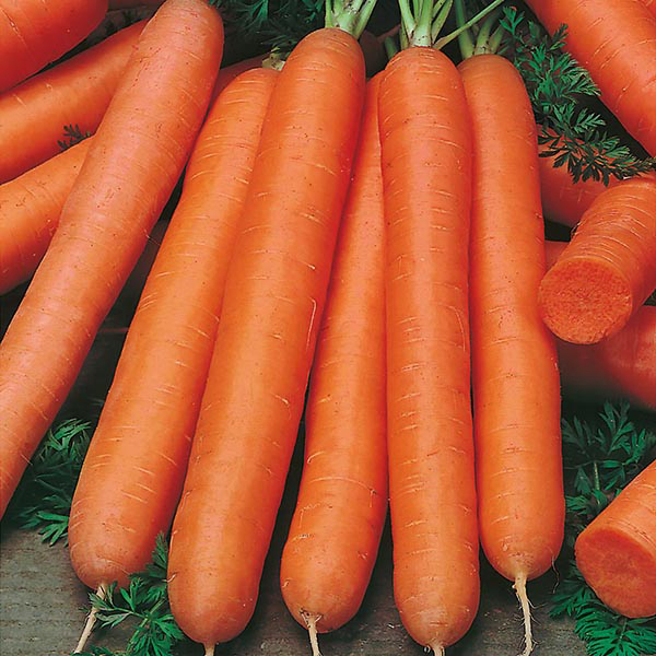 Get Growing Carrot Finger Early Nantes 5 Seeds from Mr Fothergill's