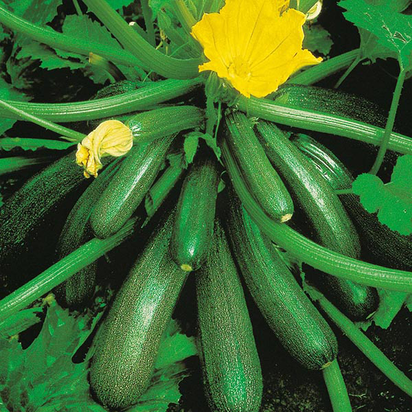 Get Growing Courgette Tuscany Seeds from Mr Fothergill's Seeds and Plants