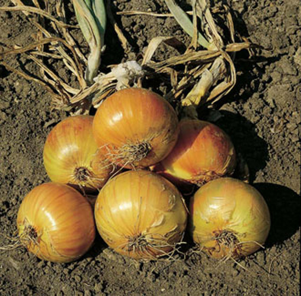 Onion (Globe) Ailsa Craig SeedsD. T. Brown Vegetable Seeds